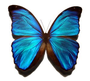 Blue morpho butterfly.jpg